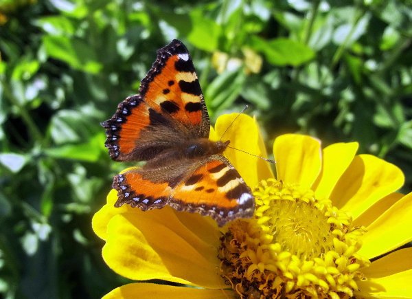 Лето бабочки