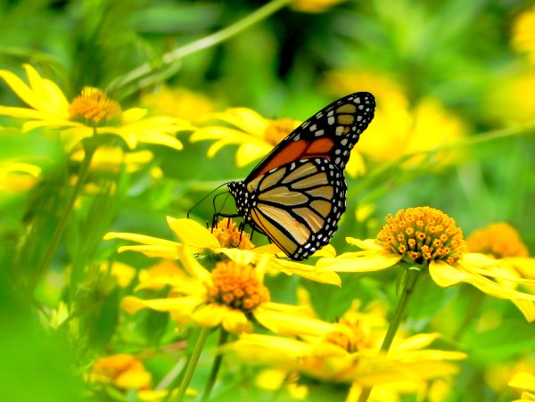 Лето бабочки