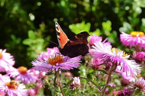 Лето бабочки