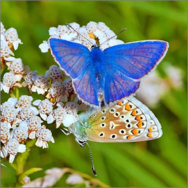 Луг с бабочками