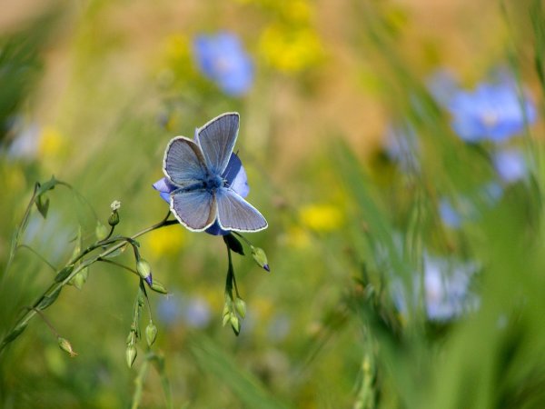 Бабочки летают над лугом