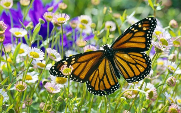 Солнечная бабочка