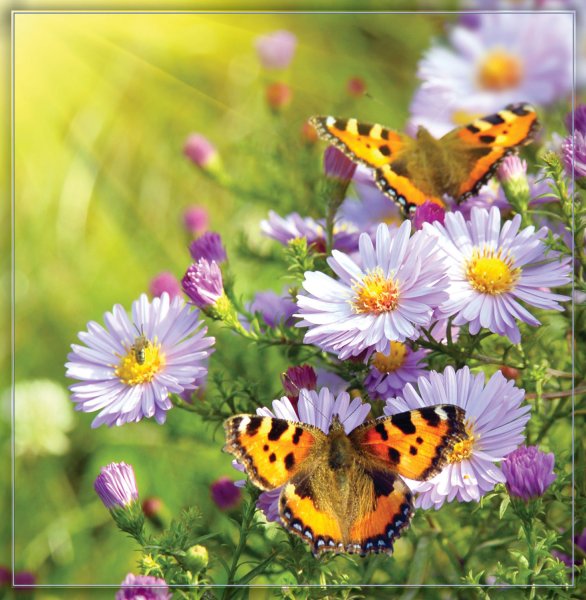 Красивый летний фон