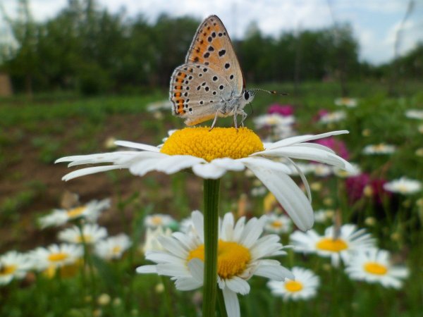Весенние бабочки