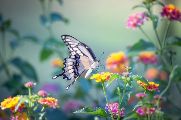 Виноградная бабочка