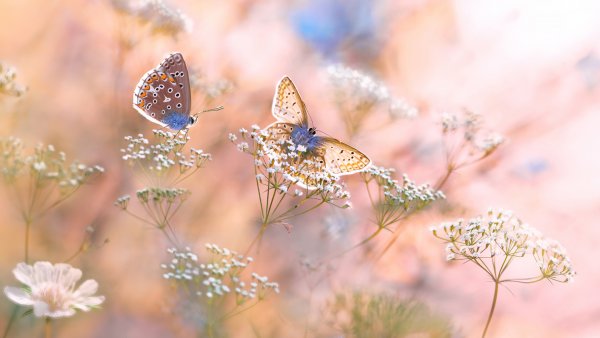 Бабочка на цветке