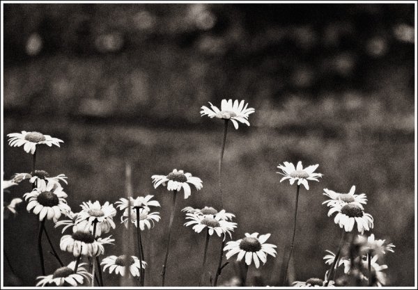 Раскраски для детей на тему лето