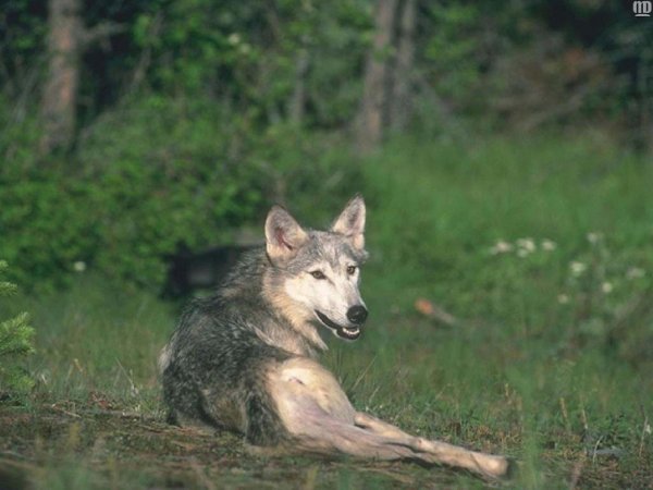 Волки Кольского полуострова