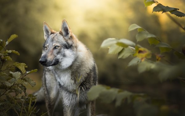 Карл Брендерс волки