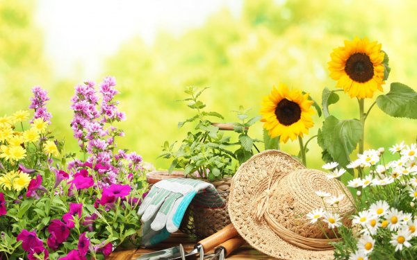 Летний пейзаж