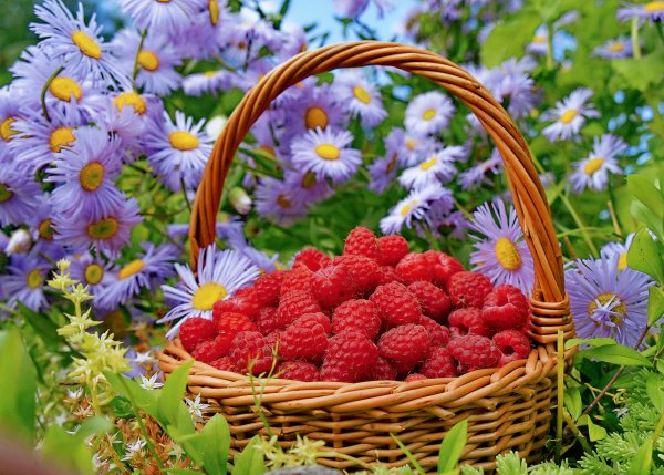 Июль месяц природа