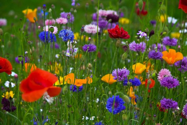 Летняя природа России