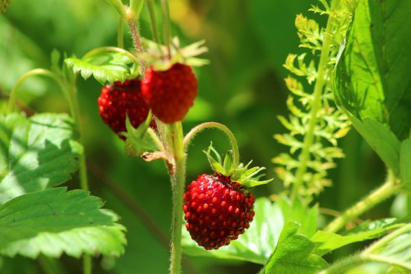 Летний рассвет