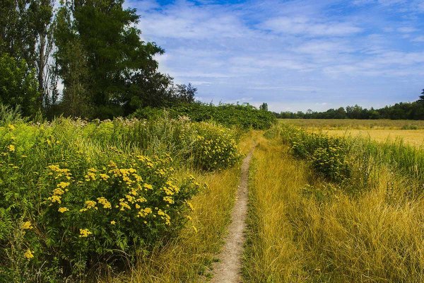 Красивый луг с цветами и бабочками