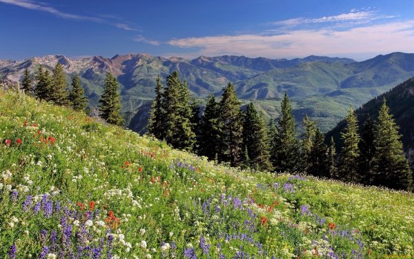 Горный Алтай разнотравье Долина