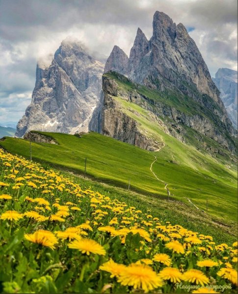 Доломитовые Альпы лето цветы солнце