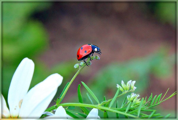 Заставка на компьютер лето