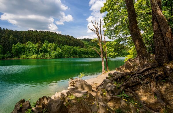 Природа лес озеро