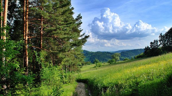 Лес, Лесная Полянка, тропинка