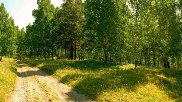 Тайга хвойный Бор НЕПРОХОДИМАЯ