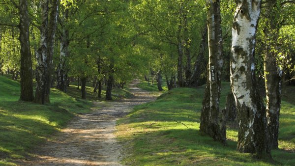 Панорама природа лето