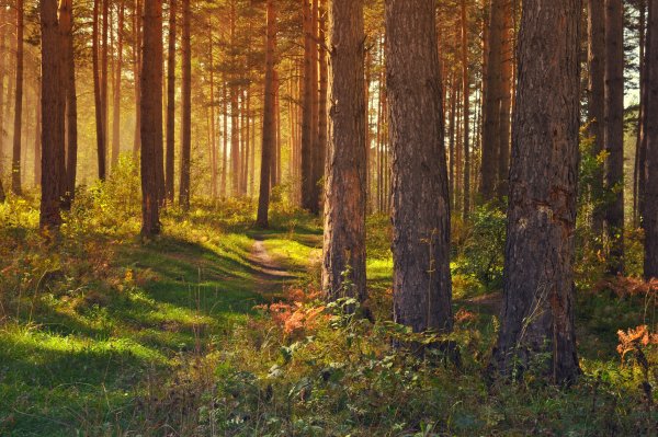 Фон природа