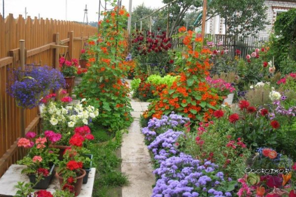 Цветы многолетники для дачи