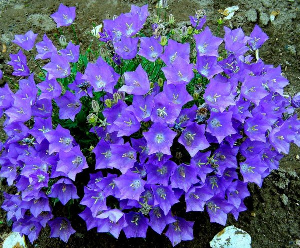 Колокольчик Карпатский (Campanula Carpatica)
