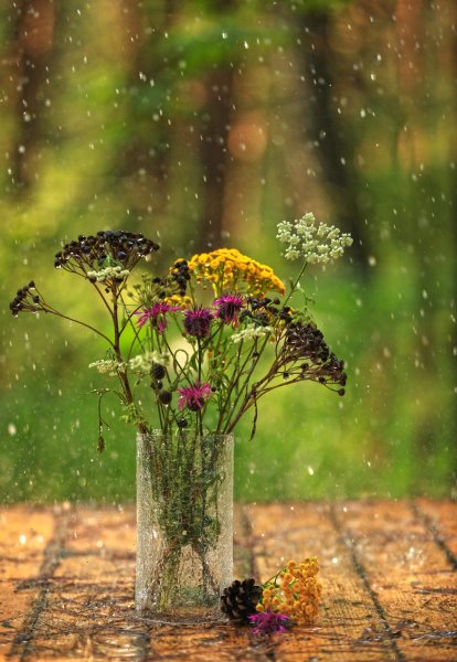 Летний дождь