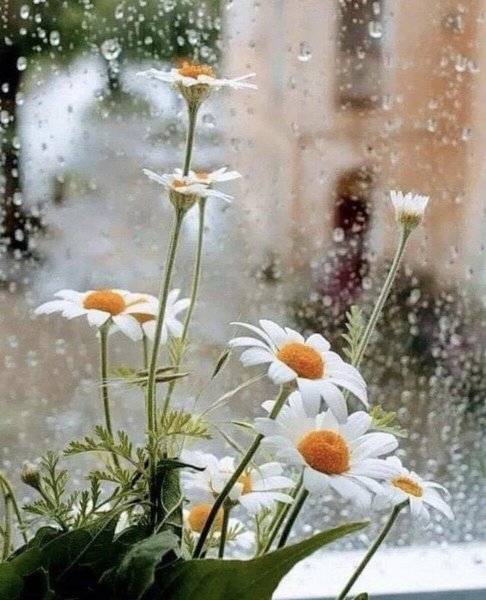 Доброе дождливое летнее утро