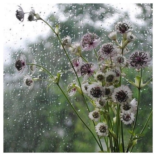 Дождливое утро летом