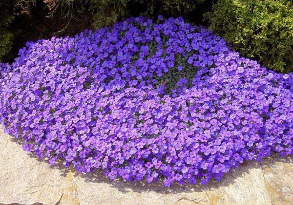 Обриета Каскад Блю