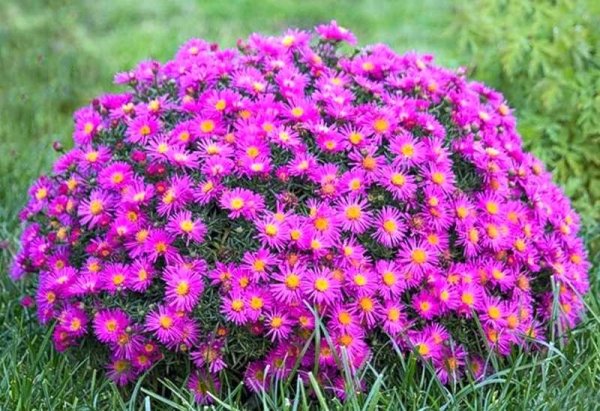 Астра кустарниковая Аннеке