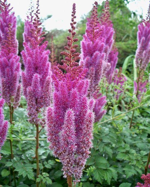 Астильба спирея розовая