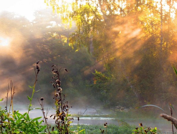 Природа полдень