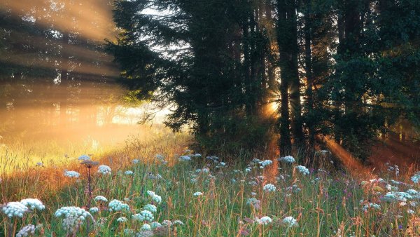 Белка под зонтиком под дождем