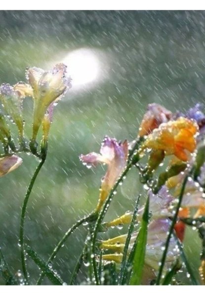 Луг в солнечных лучах