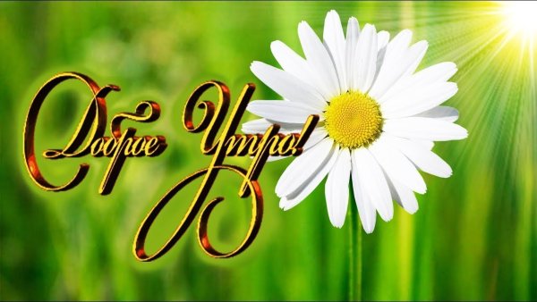 Доброе утро ромашки