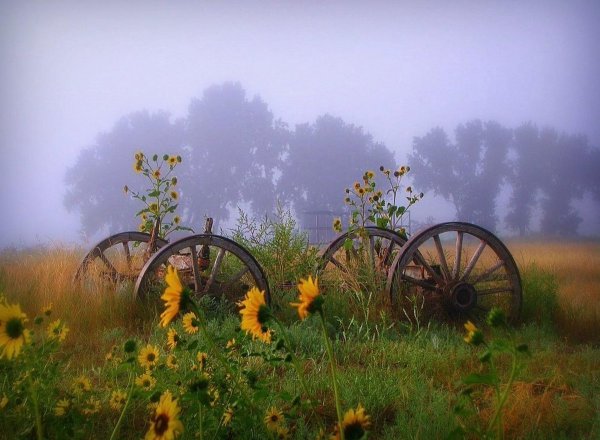 Ромашковое поле с озером