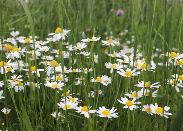 Трястеница Беларусь