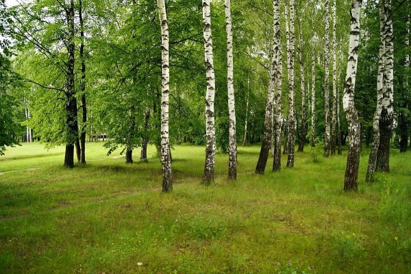 Белоруссии Флора березы