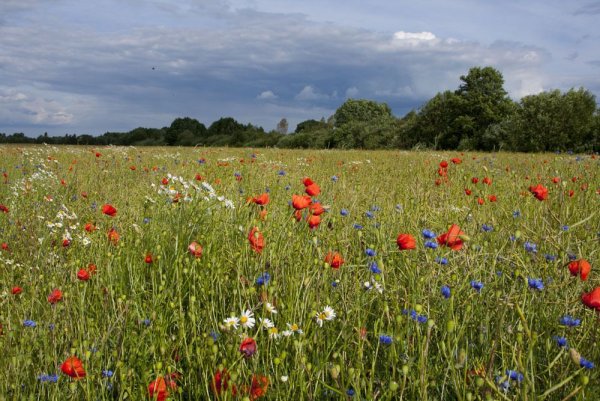 Цветущее поле Беларусь