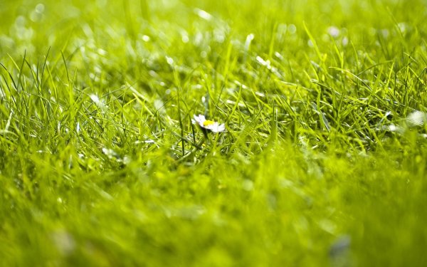 Обои на рабочий стол трава зеленая