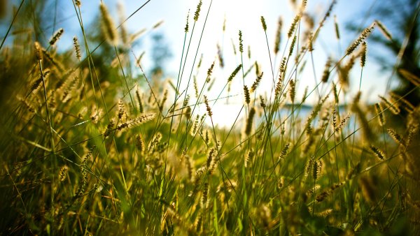 Колосок Луговой