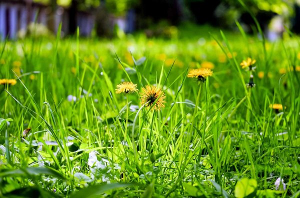 Луг с одуванчиками