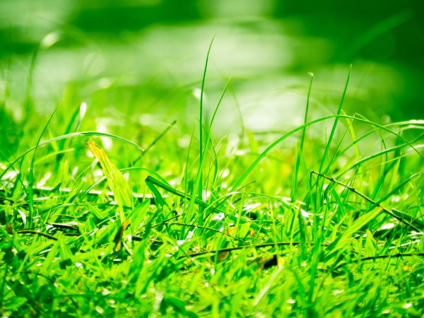 Зеленая трава