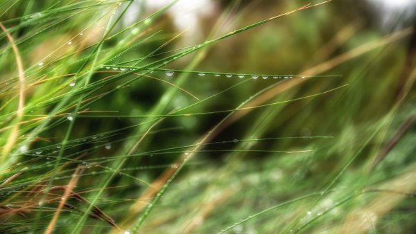 Трава макро