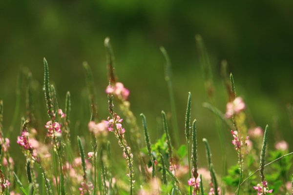 Летние травы