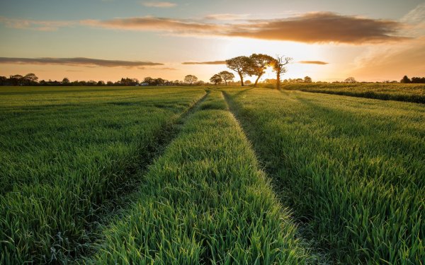 Трава на лугу