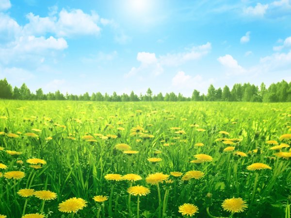 Луг с одуванчиками